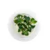 Top Fin® Anubias Tissue Culture Live Aquatic Plant image thumbnail 3