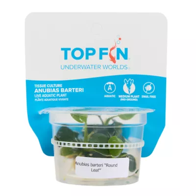 Product Top Fin® Anubias Tissue Culture Live Aquatic Plant