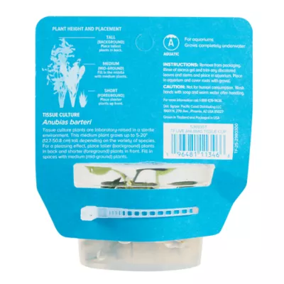 Product Top Fin® Anubias Tissue Culture Live Aquatic Plant
