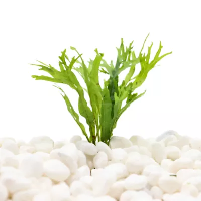 Product Top Fin® Microsorum Tissue Culture Live Aquatic Plant