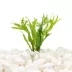 Top Fin® Microsorum Tissue Culture Live Aquatic Plant image thumbnail 1