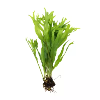 Product Top Fin® Microsorum Tissue Culture Live Aquatic Plant
