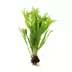 Top Fin® Microsorum Tissue Culture Live Aquatic Plant image thumbnail 2