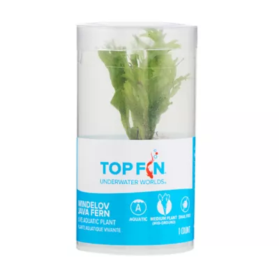 Product Top Fin® Microsorum Tissue Culture Live Aquatic Plant