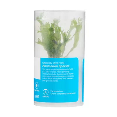 Product Top Fin® Microsorum Tissue Culture Live Aquatic Plant