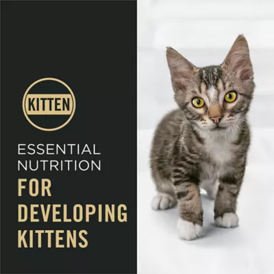Purina Pro Plan Cat - Kitten, Dry Food, Chicken, 6 LB - Image 3