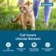 Product Seresto Cat Vet-Recommended Flea and Tick Treatment and Prevention Collar for Cats /  2-Pack