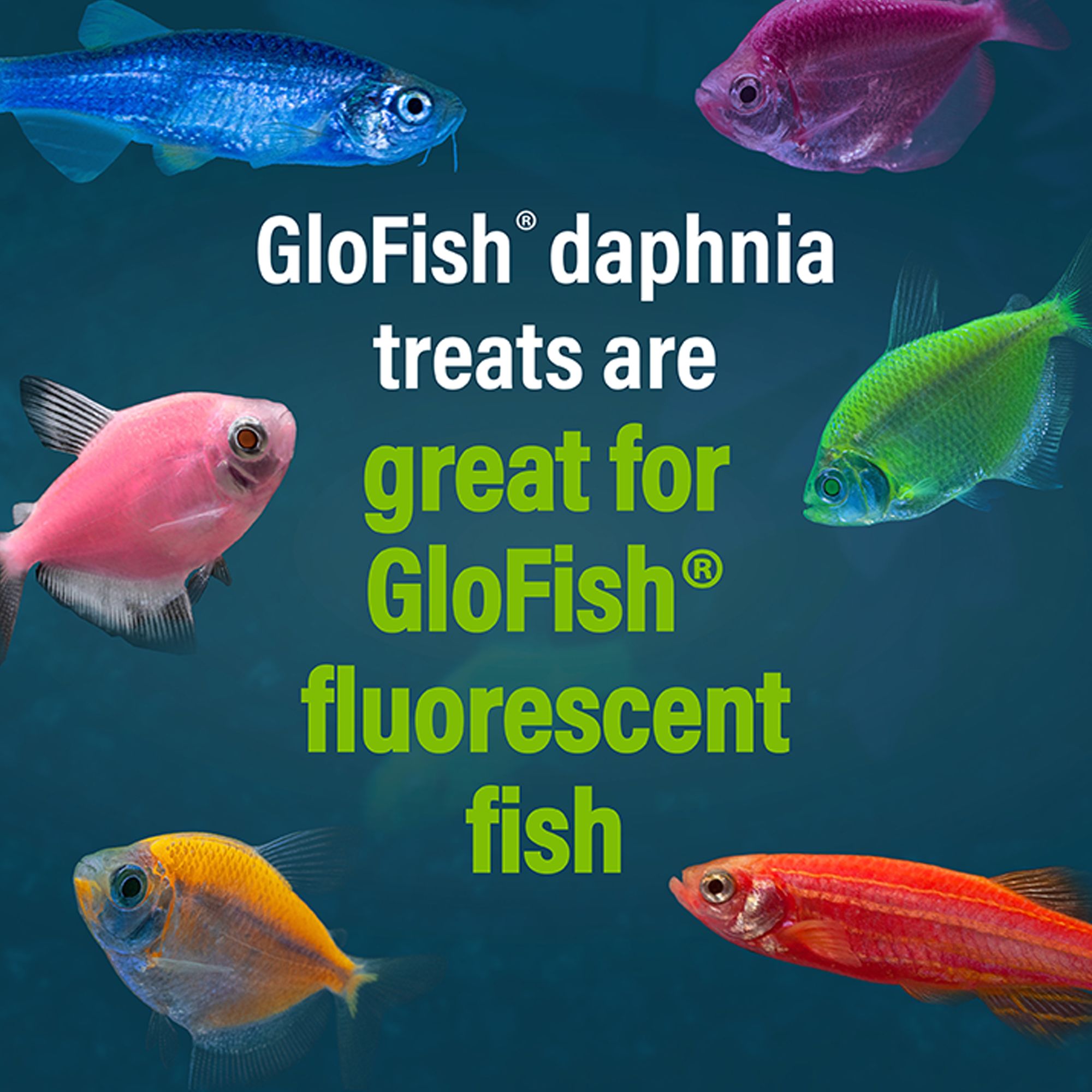 GloFish® Daphnia Aquarium Treat - thumbnail 6