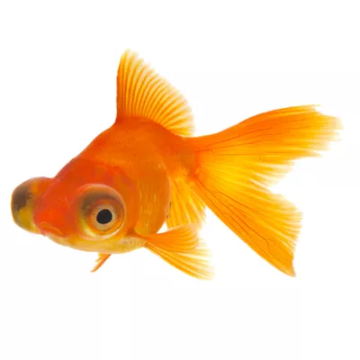 Product Red Telescope GoldfIsh