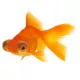 Product Red Telescope GoldfIsh