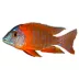 Red Jacobfreibergi Peacock Cichlid image thumbnail 1