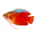Fire Red Honey Gourami image thumbnail 1