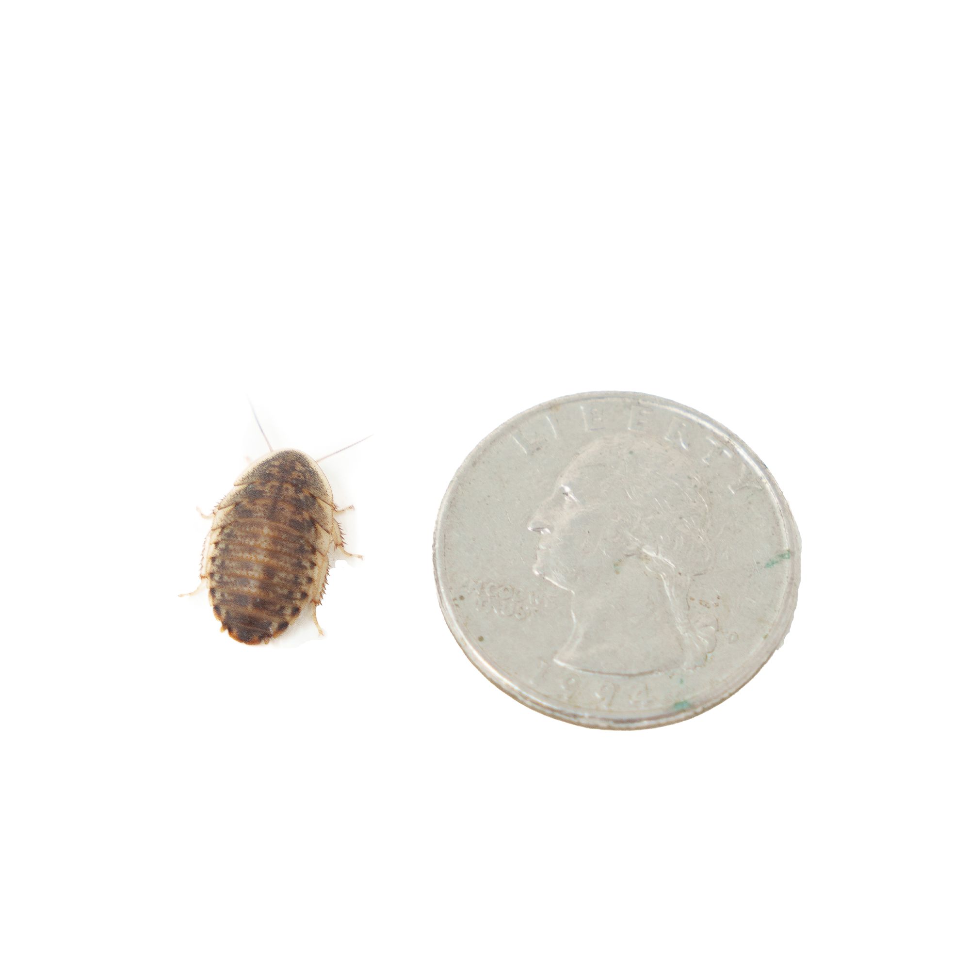 Reptile Food - Dubia Roaches Medium - 25 Count - thumbnail 3