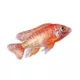 Product Strawberry Peacock Cichlid