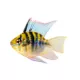 Product Balloon Belly Ram