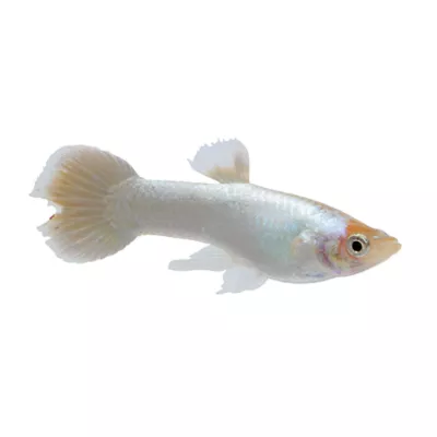 Product Platinum Guppy Male