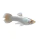 Product Platinum Guppy Male