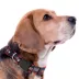 Pets First Cleveland Guardians Satin Collar image thumbnail 3