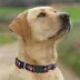 Pets First Cleveland Guardians Satin Collar image thumbnail 4