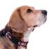 Pets First Chicago Bears Satin Dog Collar image thumbnail 3