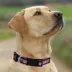 Pets First Chicago Bears Satin Dog Collar image thumbnail 4