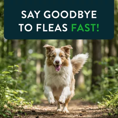 Capstar™ Fast-Acting Oral Flea Treatment for Dogs over 25 lbs - Image 8