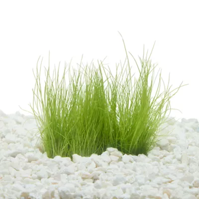 Product Top Fin® T.C. Miniature Dwarf Hairgrass Live Plant