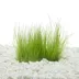 Top Fin® T.C. Miniature Dwarf Hairgrass Live Plant image thumbnail 1