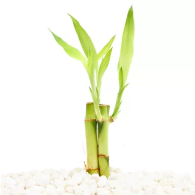 Product Top Fin® Lucky Bamboo Live Plant