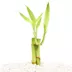 Top Fin® Lucky Bamboo Live Plant image thumbnail 1