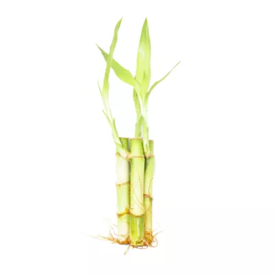 Product Top Fin® Lucky Bamboo Live Plant