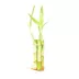 Top Fin® Lucky Bamboo Live Plant image thumbnail 2
