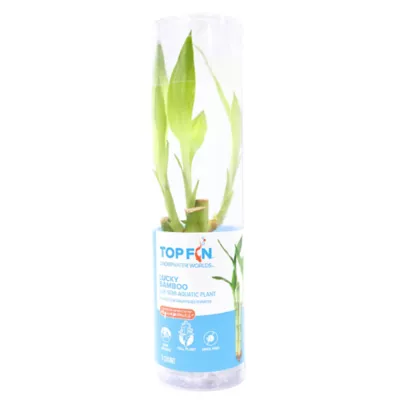 Product Top Fin® Lucky Bamboo Live Plant