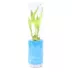 Top Fin® Lucky Bamboo Live Plant image thumbnail 4