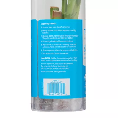 Product Top Fin® Lucky Bamboo Live Plant