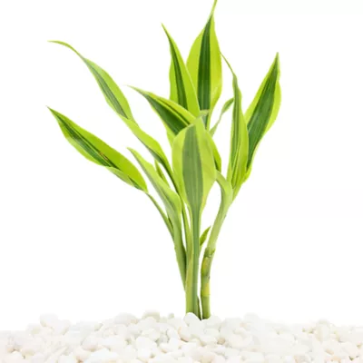 Product Top Fin® Gold Ribbon Live Plant