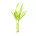 Top Fin® Gold Ribbon Live Plant image thumbnail 2
