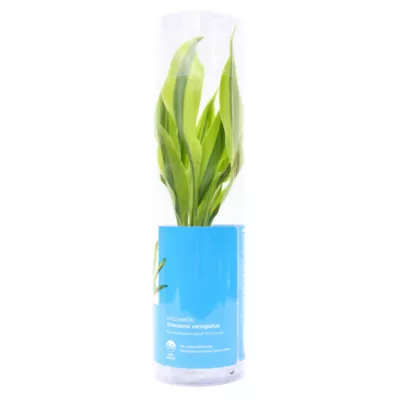 Product Top Fin® Gold Ribbon Live Plant