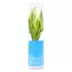 Top Fin® Gold Ribbon Live Plant image thumbnail 4
