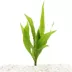 Top Fin® Malaysian Red Live Plant image thumbnail 1