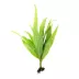 Top Fin® Malaysian Red Live Plant image thumbnail 2