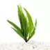 Top Fin® Java Fern Live Aquatic Plant image thumbnail 1