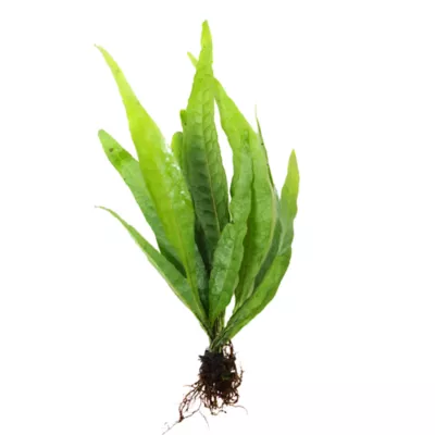 Product Top Fin® Java Fern Live Aquatic Plant