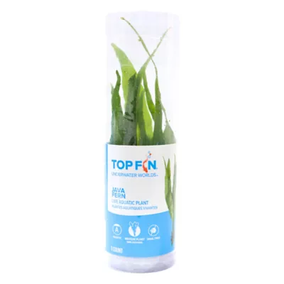 Product Top Fin® Java Fern Live Aquatic Plant