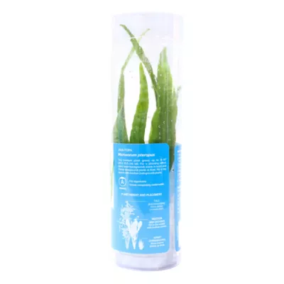 Product Top Fin® Java Fern Live Aquatic Plant