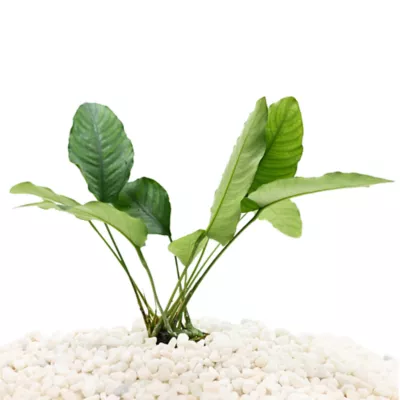 Product Top Fin® Anubias Live Plant