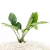 Top Fin® Anubias Live Plant image thumbnail 1