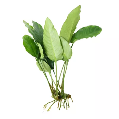 Product Top Fin® Anubias Live Plant