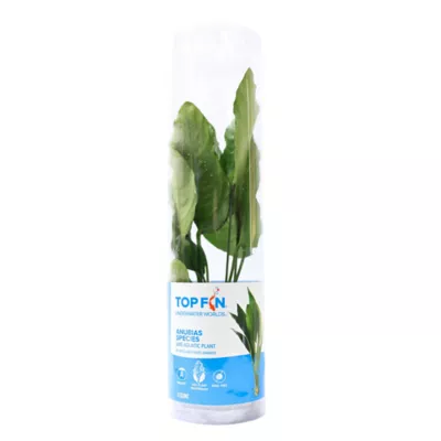 Product Top Fin® Anubias Live Plant