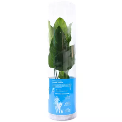 Product Top Fin® Anubias Live Plant